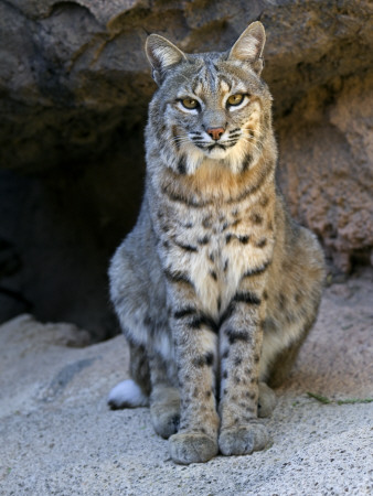 American Bobcat Portrait, Sitting In Front Of Cave. Arizona, Usa by Philippe Clement Pricing Limited Edition Print image