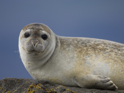 Common Seal On Rock, South Iceland by Inaki Relanzon Pricing Limited Edition Print image