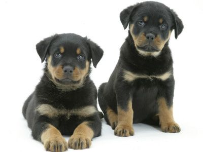 Two Rottweiler Pups, 8 Weeks Old by Jane Burton Pricing Limited Edition Print image