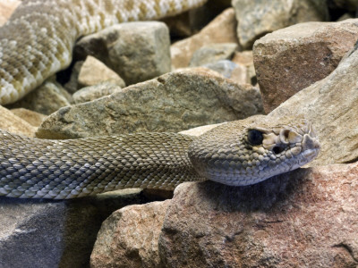 Red Diamond Rattlesnake. Arizona, Usa by Philippe Clement Pricing Limited Edition Print image