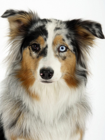 Blue-Merle Australian Shepherd Portrait With Odd Eyes by Petra Wegner Pricing Limited Edition Print image