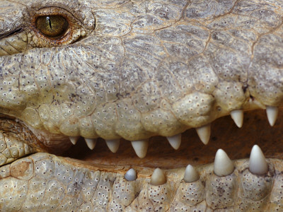 American Crocodile Close-Up Of Mouth And Teeth, Costa Rica by Edwin Giesbers Pricing Limited Edition Print image