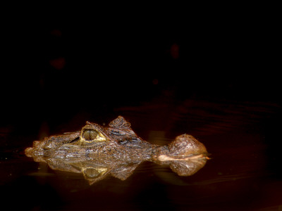 Spectacled Caiman Head Above Water, Costa Rica by Edwin Giesbers Pricing Limited Edition Print image
