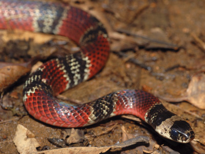 False Coral Snake, Costa Rica by Edwin Giesbers Pricing Limited Edition Print image