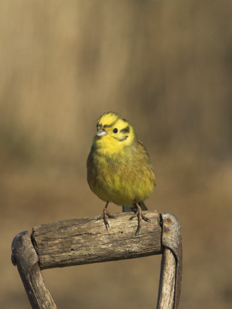 Male Yellowhammer Perched On Spade Handle, Norfolk, Uk by Gary Smith Pricing Limited Edition Print image
