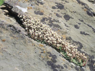 English Stonecrop Growing In A Crack In A Rock In The Spanish Pyrenees, Catalonia by Inaki Relanzon Pricing Limited Edition Print image