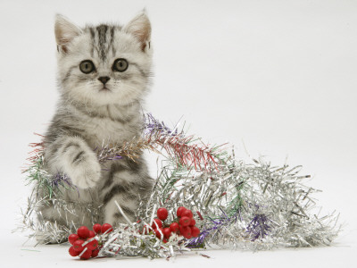 Silver Tabby Kitten With Silver Tinsel And Red Berry Christmas Decoration by Jane Burton Pricing Limited Edition Print image