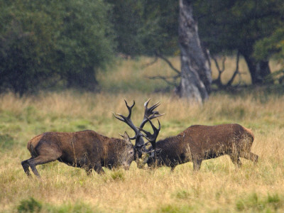 Red Deer Stags Fighting, Dyrehaven, Denmark by Edwin Giesbers Pricing Limited Edition Print image