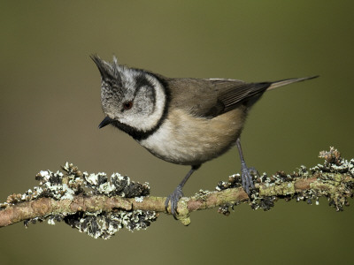 Crested Tit Perched On Lichen Covered Twig, Cairngorms, Scotland by Andy Sands Pricing Limited Edition Print image