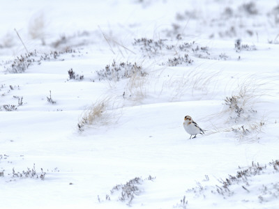 Snow Bunting On Snow Covered Mountain Side, Cairngorms, Scotland, Uk by Andy Sands Pricing Limited Edition Print image