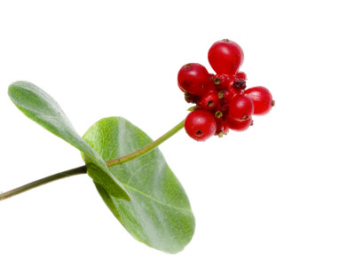 Honeysuckle Berries, Scotland, Uk by Niall Benvie Pricing Limited Edition Print image