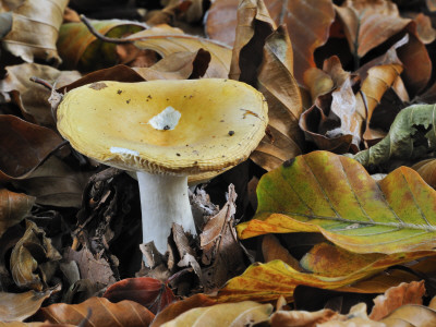 Geranium Brittlegill Fungus Among Fallen Beech Leaves In Autumn, Belgium by Philippe Clement Pricing Limited Edition Print image