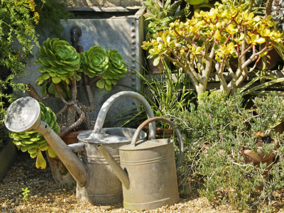 Succulents In A Garden Corner With Traditional Watering Cans And Water Butt, Norfolk, Uk by Gary Smith Pricing Limited Edition Print image