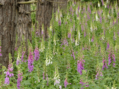 Foxgloves Flowering In Coastal Woodland, Norfolk, Uk by Gary Smith Pricing Limited Edition Print image