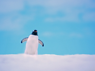 Gentoo Penguin On Snowline. Antarctica by Edwin Giesbers Pricing Limited Edition Print image