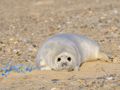 Grey Seal Pup On Beach Lying Beside Plastic Twine, Blakeney Point, Norfolk, Uk, December by Gary Smith Pricing Limited Edition Print image