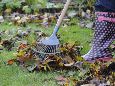 Gardener Raking Fallen Leaves With Lawn Rake, Uk, November 2008 by Gary Smith Pricing Limited Edition Print image