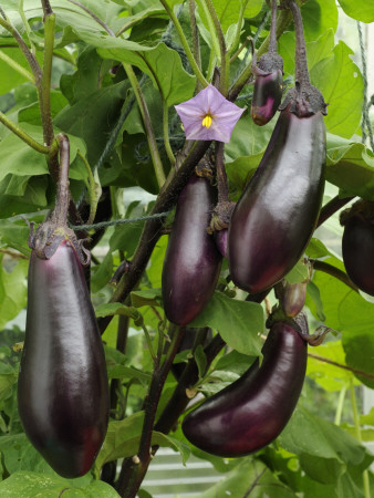 Home Grown Aubergines 'Money Makervariety' Ready For Picking, Growing In A Conservatory, Uk by Gary Smith Pricing Limited Edition Print image