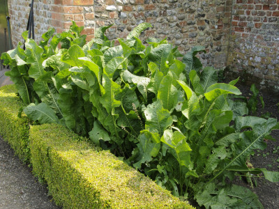 Horseradish Cultivated For Culinary Use In A Large Walled Garden, Norfolk, Uk by Gary Smith Pricing Limited Edition Print image