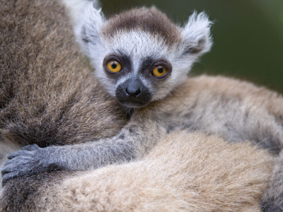 Ring-Tailed Lemur Baby On Mother's Back, Berenty Private Reserve, Southern Madagascar by Mark Carwardine Pricing Limited Edition Print image