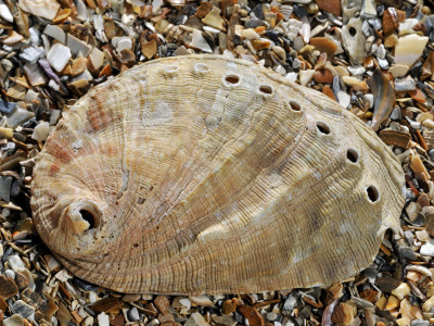 Abalone Common Ormer Lamellose Ormer Shell On Beach, Mediterranean, France by Philippe Clement Pricing Limited Edition Print image