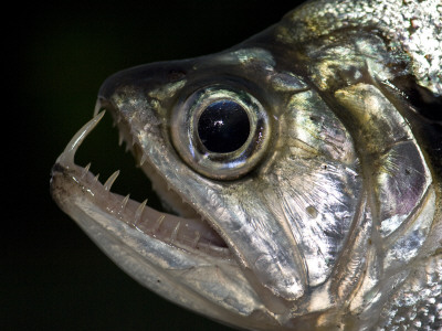 Freshly Caught Dogfish From The Aruazinho River, Amazonia, Brazil by Mark Carwardine Pricing Limited Edition Print image