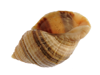 Dog Whelk Atlantic Dogwinkle Shell, Normandy, France by Philippe Clement Pricing Limited Edition Print image