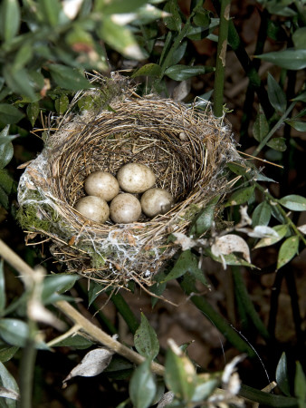 Blackcap Nest With Five Eggs, Hampshire, England, Uk by Andy Sands Pricing Limited Edition Print image