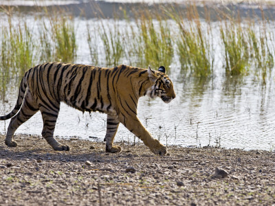 Bengal Tiger Walking By Lake, Ranthambhore Np, Rajasthan, India by T.J. Rich Pricing Limited Edition Print image