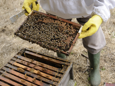 Beekeeper Inspecting Brood Chamber Of Honey Bee Hive Norfolk, Uk by Gary Smith Pricing Limited Edition Print image