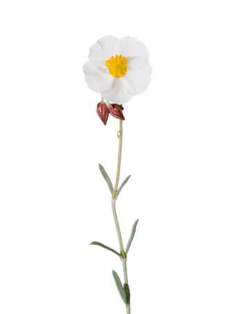 Rock Rose Flower Spain by Niall Benvie Pricing Limited Edition Print image