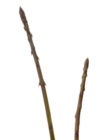 Wild Asparagus Shoots Spain by Niall Benvie Pricing Limited Edition Print image