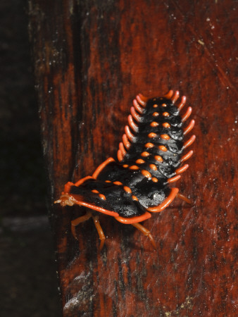 Trilobite Beetle Larva, Female, Mount Kinabalu, Sabah, Borneo Limited ...