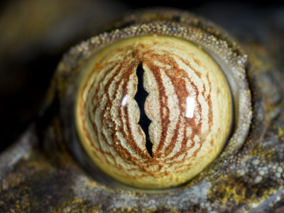 Close Up Of Eye Of Leaf Tailed Gecko Eye Detail, Nosy Mangabe, Northeast Madagascar by Inaki Relanzon Pricing Limited Edition Print image