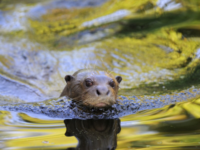 Giant Otter Swimming, From Pantanal, Brazil, Iucn Endangered by Eric Baccega Pricing Limited Edition Print image