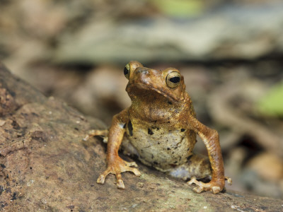 River Toad Danum Valley, Sabah, Borneo by Tony Heald Pricing Limited Edition Print image