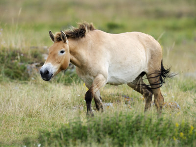 Semi Wild Przewalski Horse Stallion, Parc Du Villaret, Causse Mejean, Lozere, France by Eric Baccega Pricing Limited Edition Print image