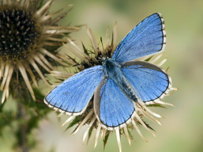 Adonis Blue Male On Carline Thistle, Oxfordshire, England, Uk by Andy Sands Pricing Limited Edition Print image