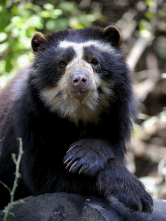 Portrait Of Male Spectacled Bear Chaparri Ecological Reserve, Peru, South America by Eric Baccega Pricing Limited Edition Print image