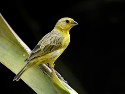 Immature Male Golden-Bellied Grosbeak Chaparri Ecological Reserve, Peru, South America by Eric Baccega Pricing Limited Edition Print image