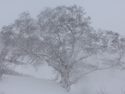 Stone Ermans Birch In Snow, Kronotsky Zapovednik, Kamchatka, Far East Russia by Igor Shpilenok Pricing Limited Edition Print image