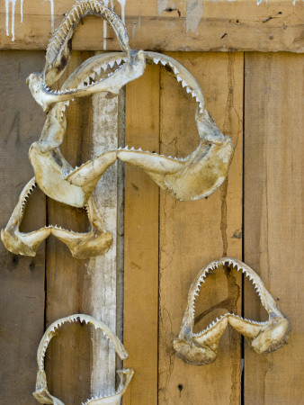 Dried Shark Jaws And Teeth, Illegal Trade, Morondava, Madagascar by Inaki Relanzon Pricing Limited Edition Print image