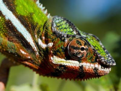Panther Chameleon Showing Colour Change, Sambava, North-East Madagascar by Inaki Relanzon Pricing Limited Edition Print image