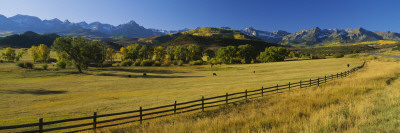 Trees In A Field, Colorado, Usa by Panoramic Images Pricing Limited Edition Print image