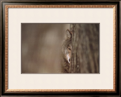 Gray Wolf by Jim Brandenburg Pricing Limited Edition Print image