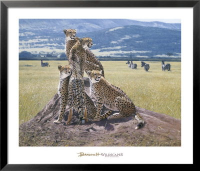 Cheetah Watch by John Banovich Pricing Limited Edition Print image