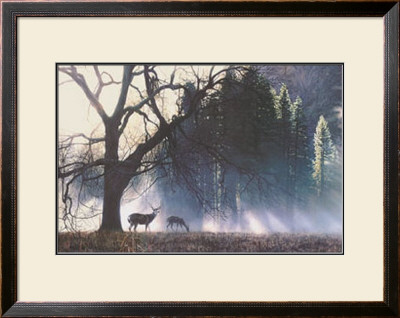 Yosemite Dawn by Terry Isaac Pricing Limited Edition Print image