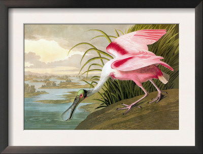 Roseate Spoonbill by John James Audubon Pricing Limited Edition Print image