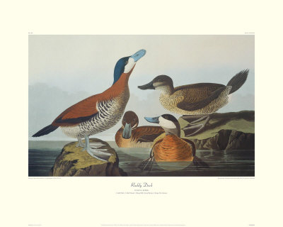 Ruddy Duck by John James Audubon Pricing Limited Edition Print image