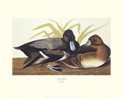 Scaup Duck by John James Audubon Pricing Limited Edition Print image